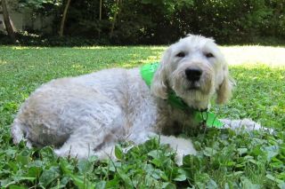 Jimmy, July 2013, after grooming